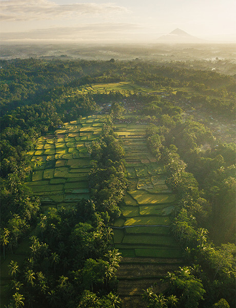 Bird’s-eye view of green Indonesian landscape 