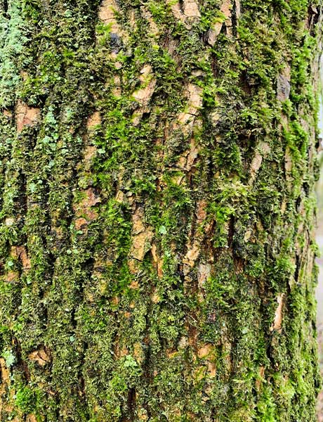 Lush green moss on a tree